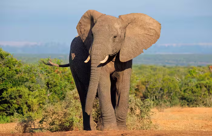 Giornata Mondiale dell’Elefante: Un Richiamo alla Protezione di una Specie in Pericolo